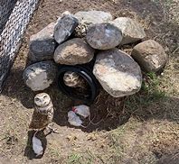 Image result for Burrowing Owl Hole