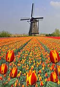 Image result for Netherlands Photography