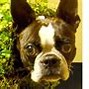 Image result for Dog Costume Halloween Chia Pet
