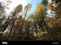 Image result for Autumn in Crni Lug