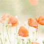 Image result for Cute Pastel Laptop Background Flowers
