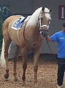 Image result for Thoroughbred Coats