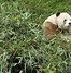 Image result for Brown Panda Bear