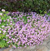 Image result for Geranium cantabrigiense Karmina