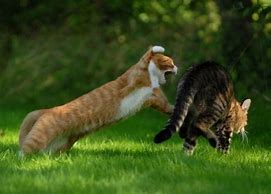 Image result for Cats Fighting Pics