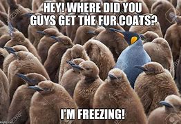 Image result for Freezing Animal Meme