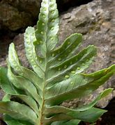 Image result for Polypodium cambricum