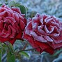Image result for Winter Red Rose Wallpaper