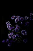 Image result for Purple Flower with Black Background