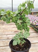 Image result for Dwarf Grape Vines