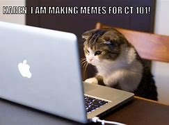 Image result for Please Cat Meme