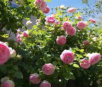 Image result for Rosa Eden Rose (r)