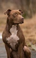 Image result for Red Nose Pit Bull Tattoos