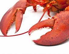 Image result for Largest Lobster Claw