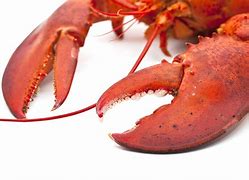 Image result for Large Lobster Claw