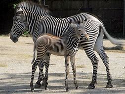 Image result for Zebra with Baby
