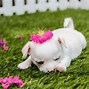 Image result for Cute Puppy Wallpaper for Computer