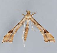 Image result for "artichoke-plume-moth"
