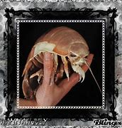 Image result for Dragon Isopods