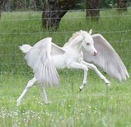 Image result for A Real Unicorn with Wings