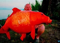 Image result for The Biggest Goldfish