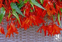 Begonia Bertinii boliviensis Santa Cruz 的图像结果