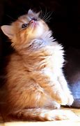 Image result for Cute Chonk Cat