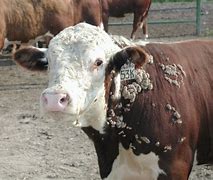Image result for Common Cattle Diseases