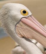 Image result for Pelican Head