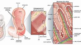 Image result for Small Intestine Size