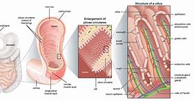 Image result for Small Intestine Cross Section