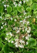 Image result for Saxifraga canis-dalmatica