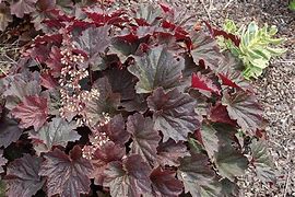 Image result for Heuchera Mocha (r)