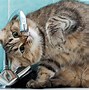 Image result for Funny Cat Background Wallpaper