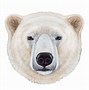 Image result for Polar Bear Head