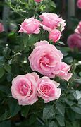 Image result for Miniature Pink Roses
