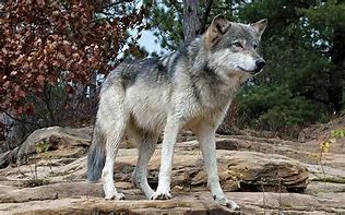 Image result for Lobo Gris Mexicano