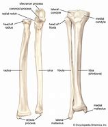 Image result for Human Arms and Legs