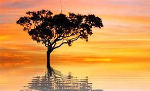 Image result for Summer Trees Wallpaper