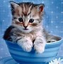 Image result for Cute Cats Google