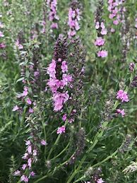Image result for Hyssopus officinalis