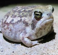 Image result for Chunky Rain Frog