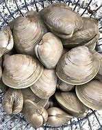 Image result for Types of Quahogs