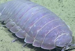 Image result for Largest Isopod