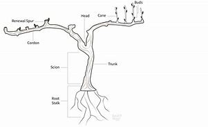 Image result for Name Parts of a Grapevine