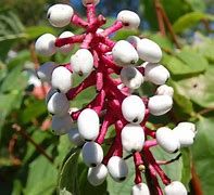 Image result for Deadly Fruit Tree