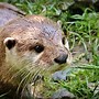 Image result for Otter and Cow Wallpaper