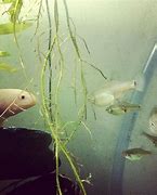 Image result for Leaf Fish Tank Mates