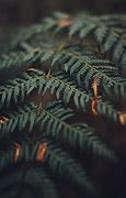 Image result for Night Portrait with Plants