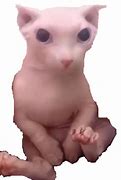 Image result for Zingus Meme Cat